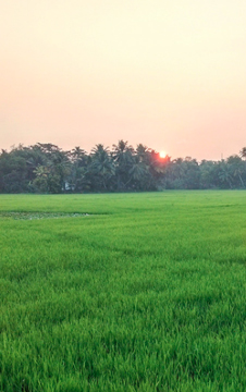 paddy field