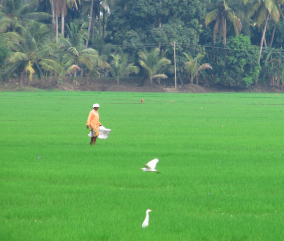 kuttand paddy field